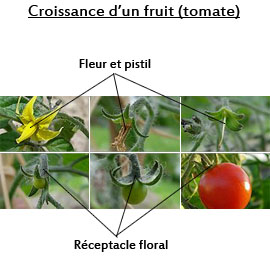 La pousse d'un fruit (ici une tomate) se fait à partir du pistil